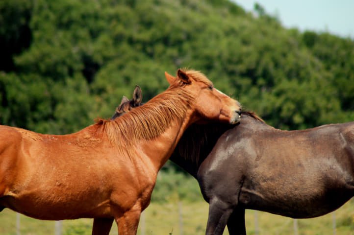Arenas de la Pedrera