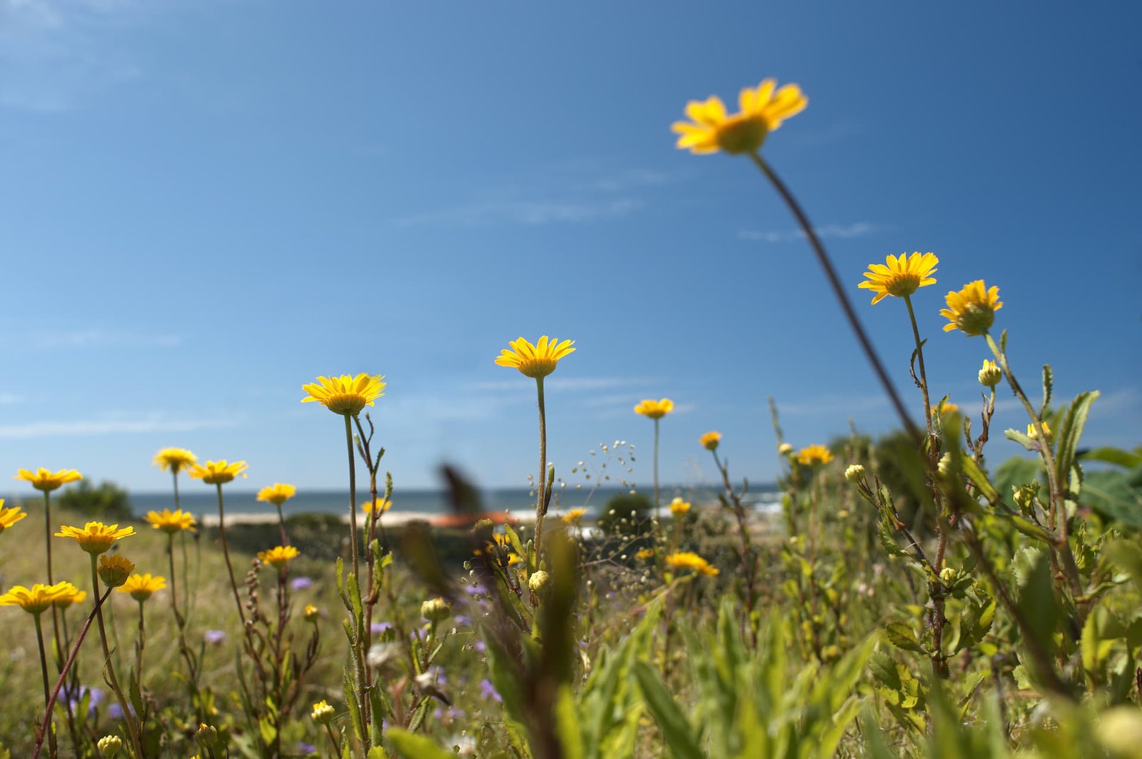 Arenas de la Pedrera